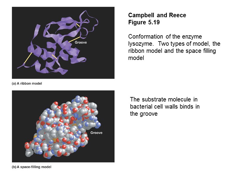 Campbell and Reece Figure 5.19   Conformation of the enzyme lysozyme.  Two